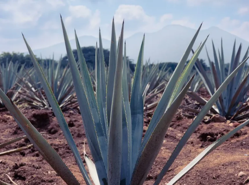 Agave