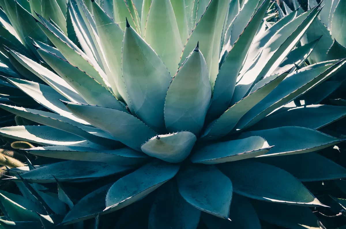 Detailed close-up of a agave plant.