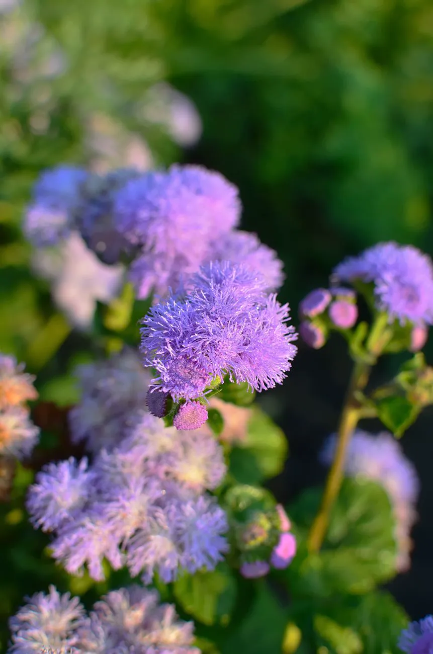 Close-up of blooming purple Ageratum flowers with petals capturing freshness.