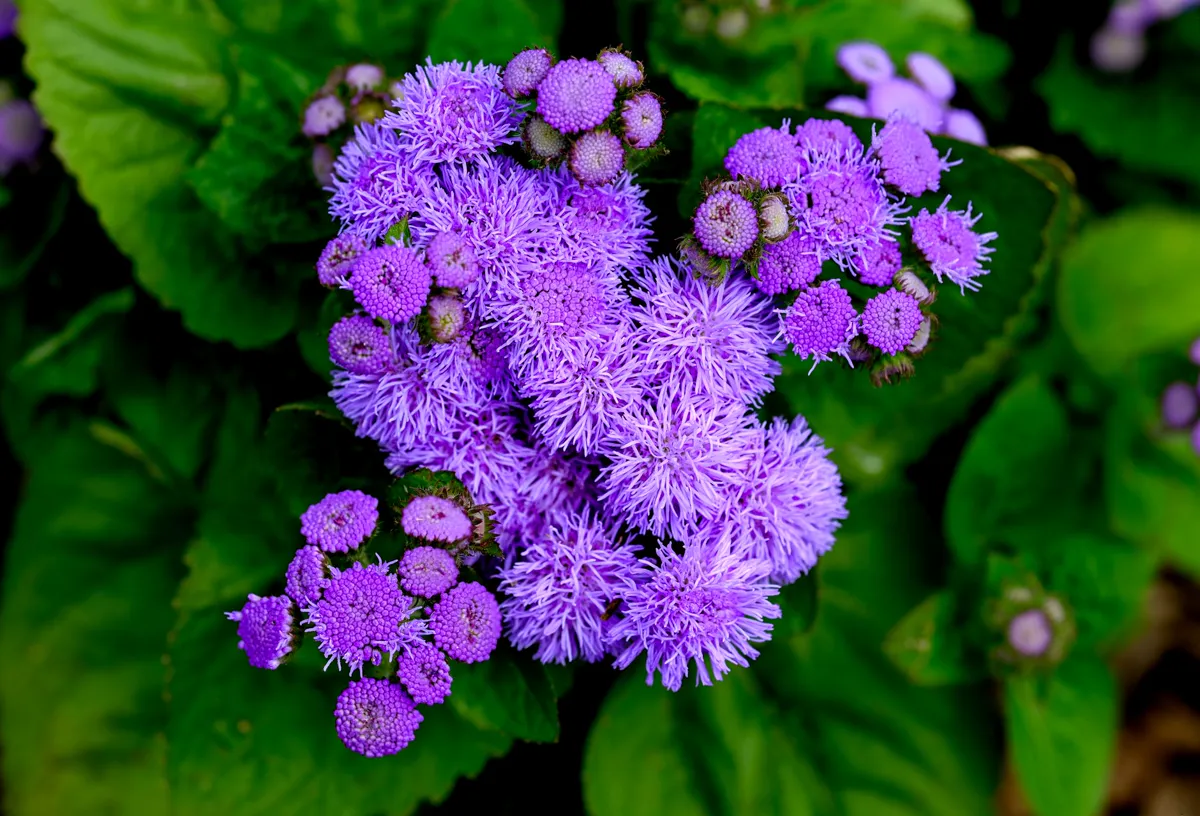 Close-up of purple ageratum flowers in full bloom with green leaves.