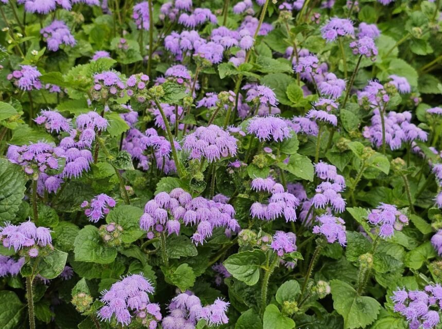 How to Grow Ageratum (Floss Flower): Rare True Blue