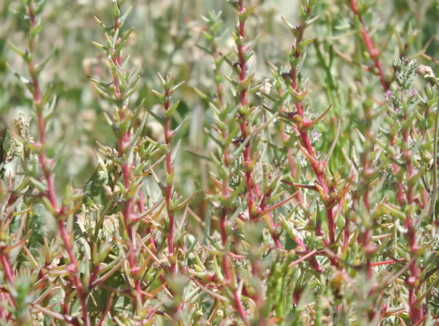 Agretti