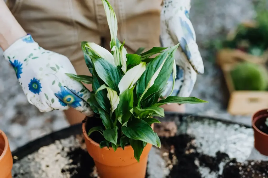 Air Purifying — Gardening Guider