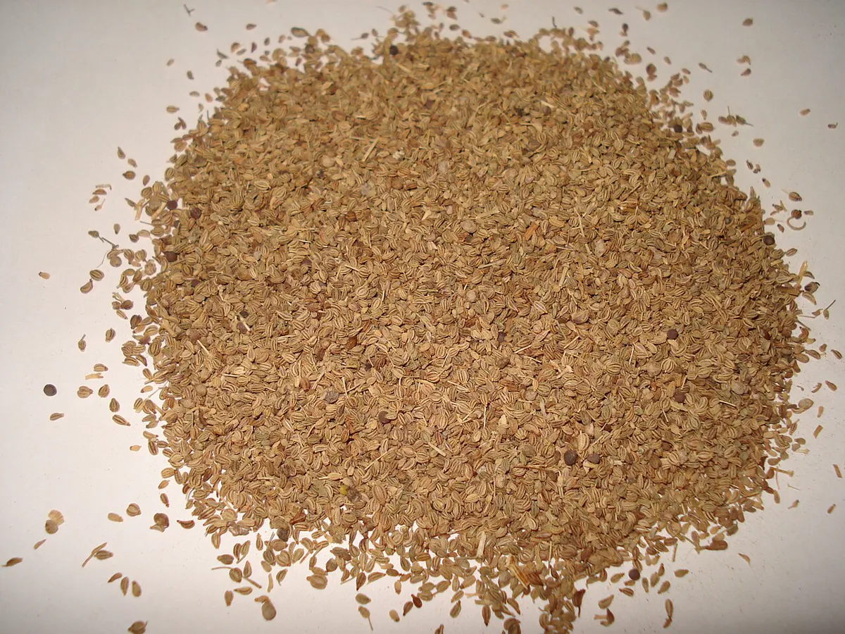 How to grow ajwain: a feathery Trachyspermum ammi plant growing in a sunny garden bed