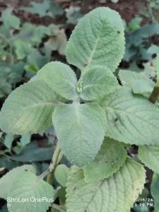 How to Grow Ajwain