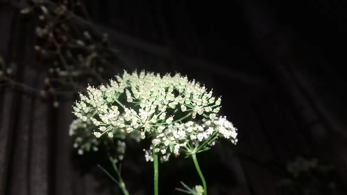 White umbel flower heads of a mature carom plant in bloom
