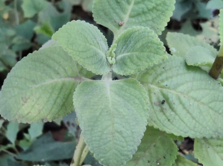 Ajwain