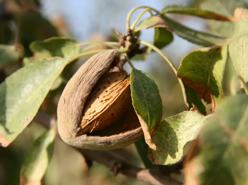 Almond