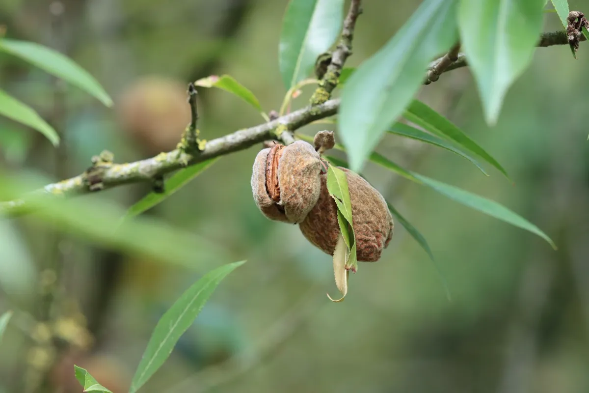 Almonds and leaves on a branch in natural light.