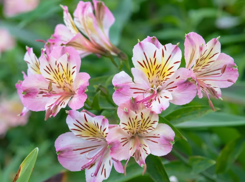 Pink and cream alstroemeria flowers streaked with maroon flecks and yellow throats