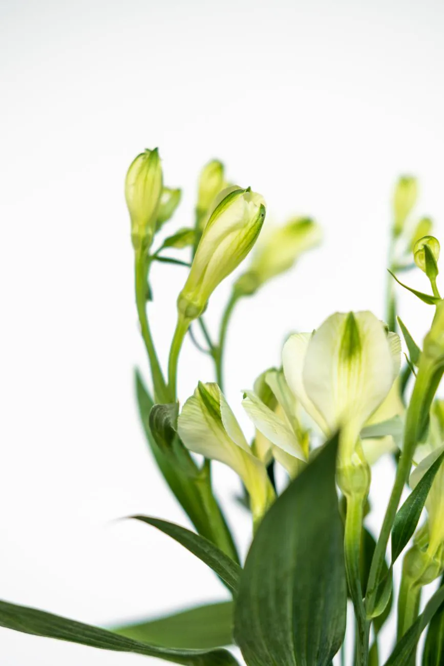White alstroemeria stems and buds against a pale background
