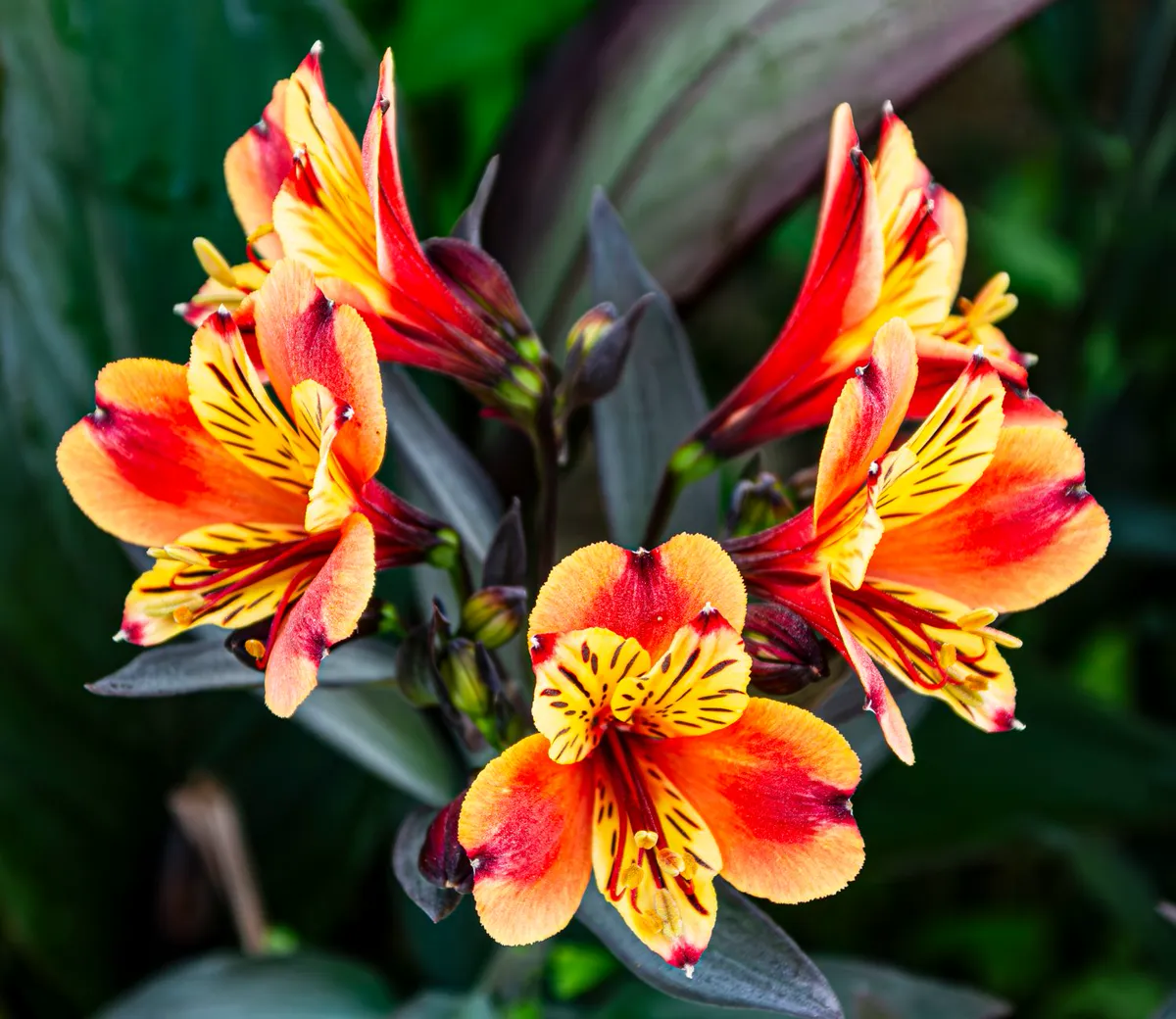 Orange and yellow Indian Summer variety blooms over dark bronze leaves
