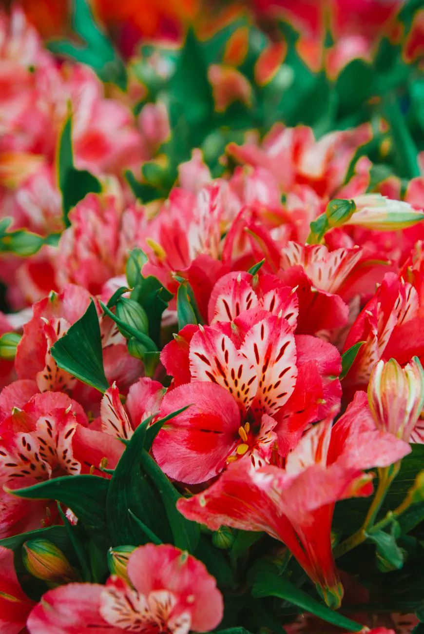 Mass of coral peruvian lily blooms packed for the florist trade