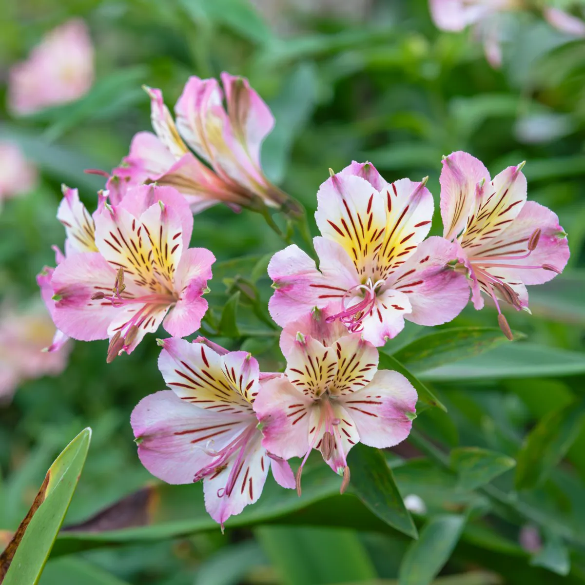 Pink and cream alstroemeria flowers with speckled throats