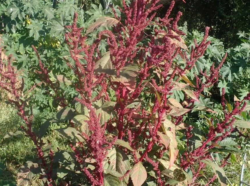 How to grow amaranth greens — red amaranth (chaulai) leafy greens ready to cut