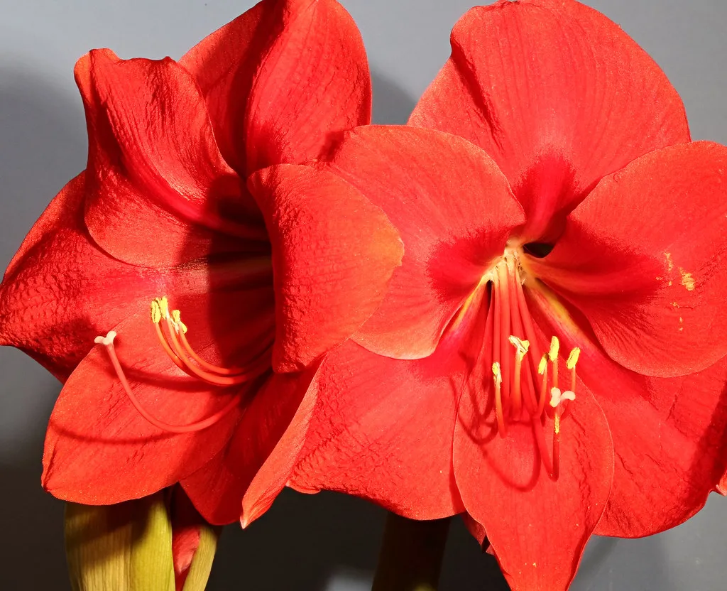 How to grow amaryllis — large red amaryllis flowers open on a thick indoor stem