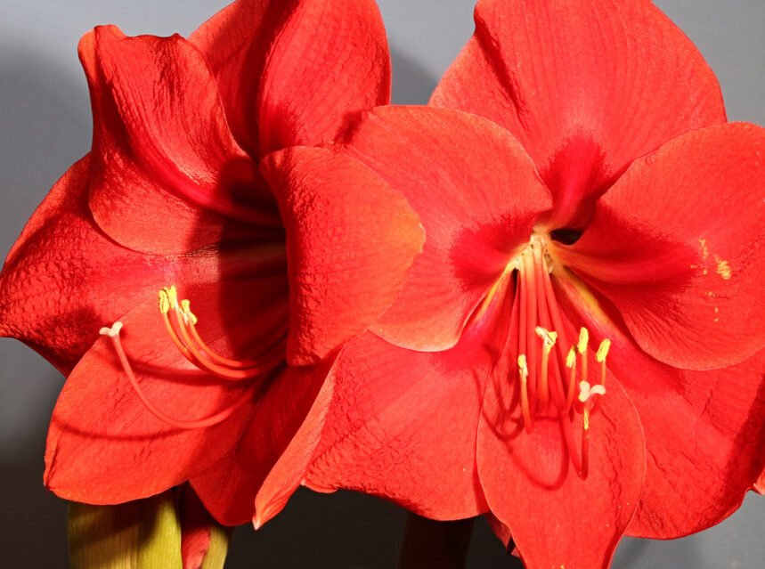 Large red amaryllis trumpet flowers