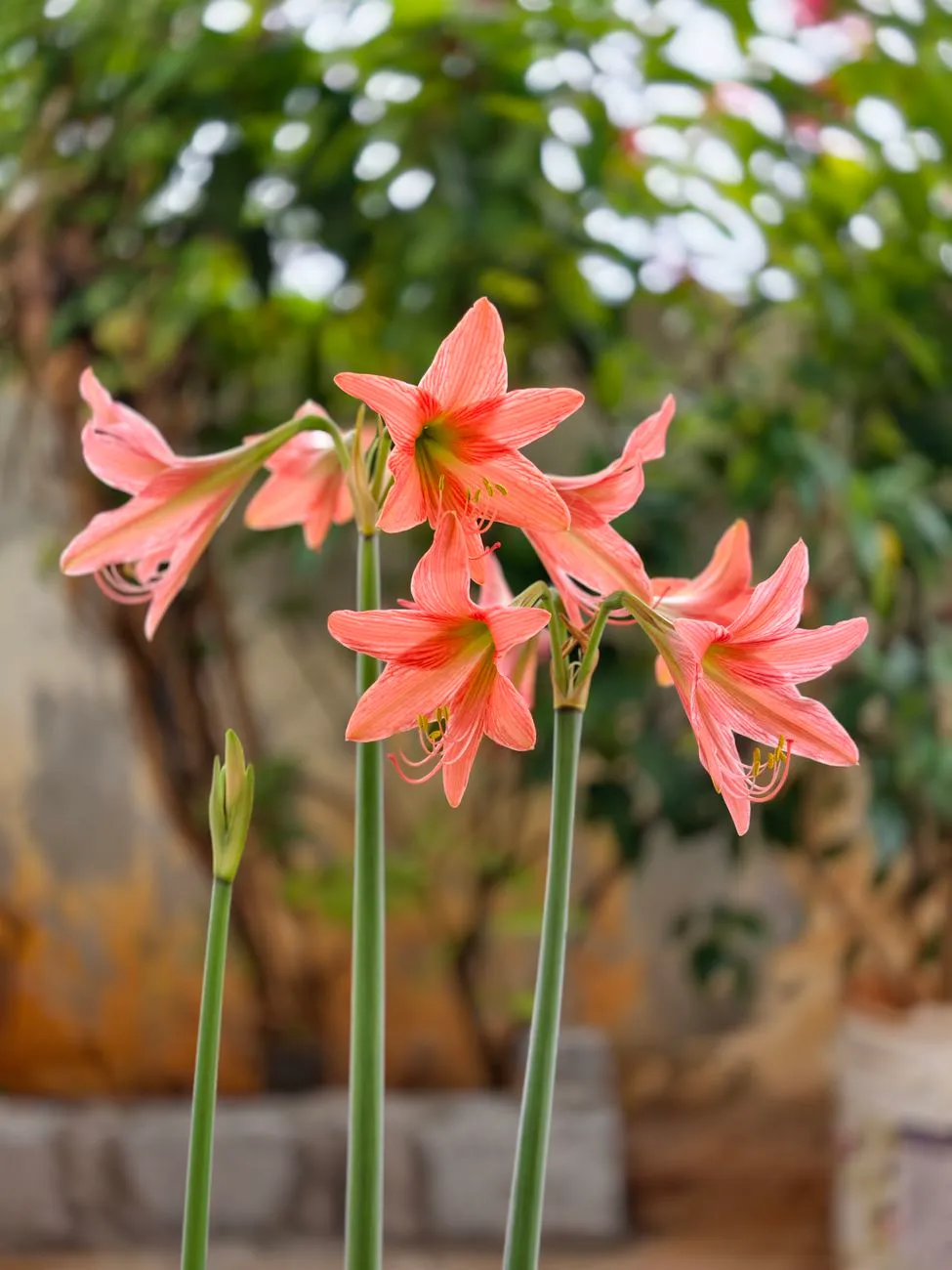 Close-up of pink amaryllis flowers in full bloom.