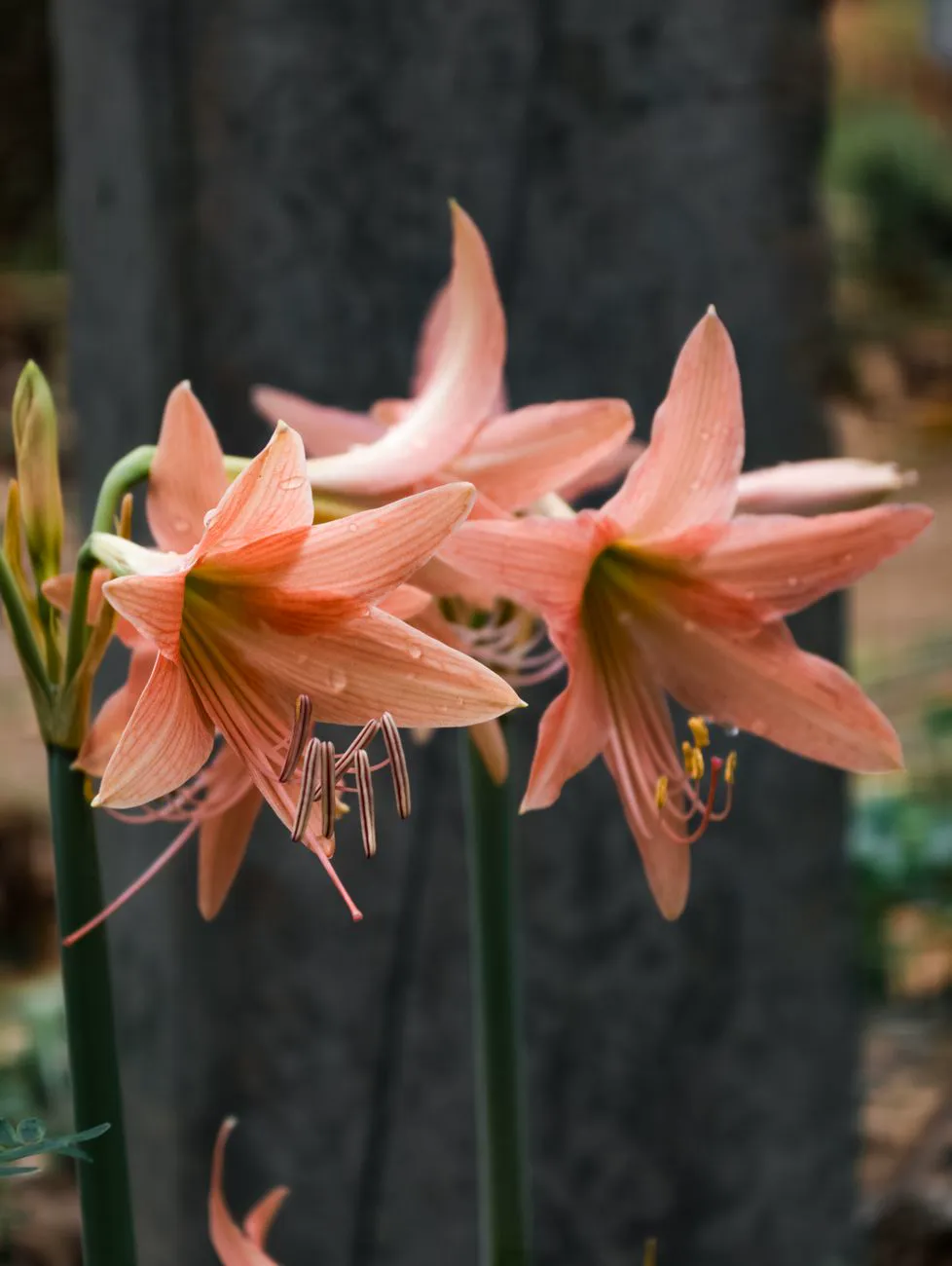Pink Amaryllis flowers.
