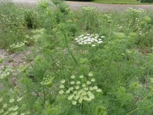 How to Grow Ammi (False Queen Anne’s Lace)