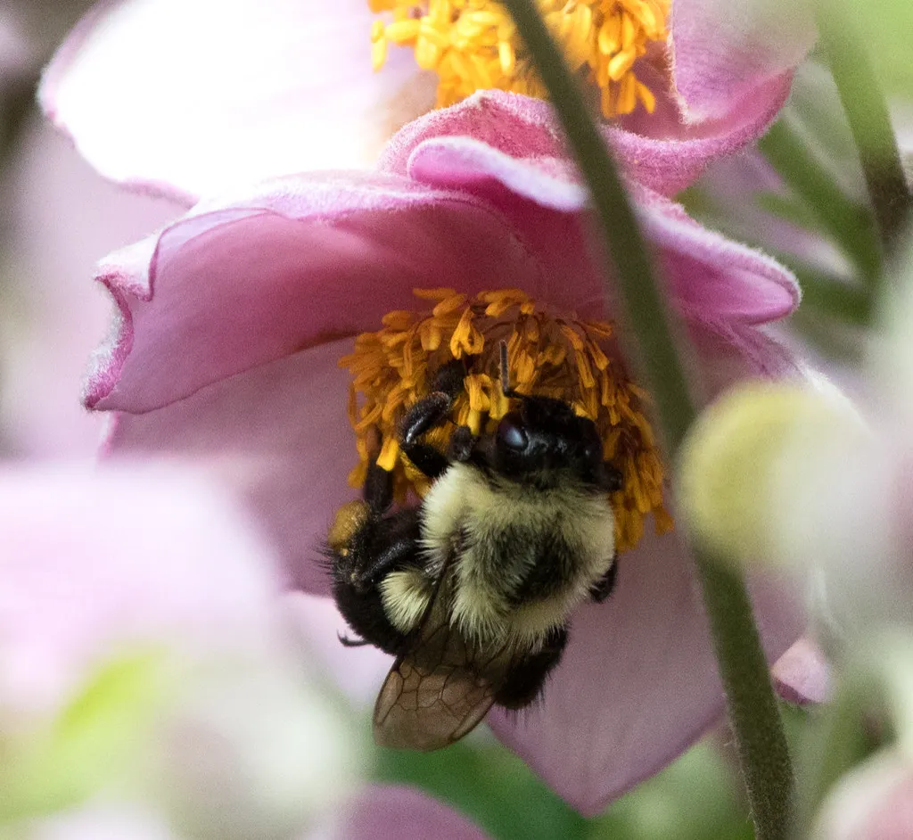 Anemones — Bee in Pink Saucer Anemone Flower.