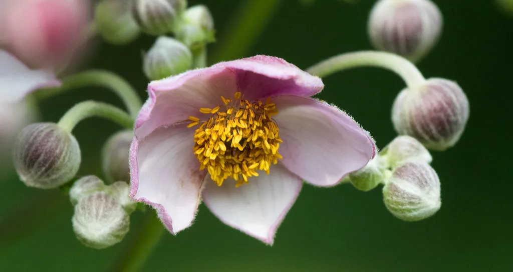 Pink Saucer Anemone Flower.