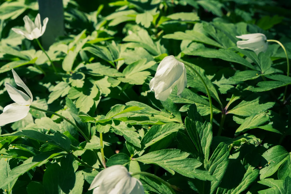 Photo of white wood anemone flowers with lush green leaves in bright sunlight.