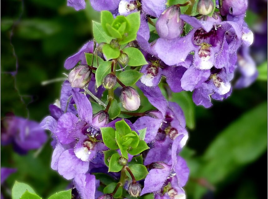 How to grow Angelonia