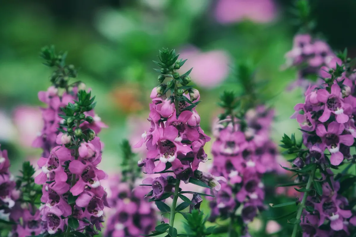 Close-up of purple Angelonia flowers in a garden setting.