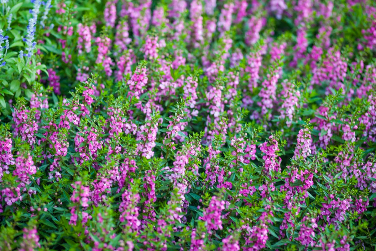 Colorful pink Angelonia flowers in full bloom creating a vibrant garden scene.