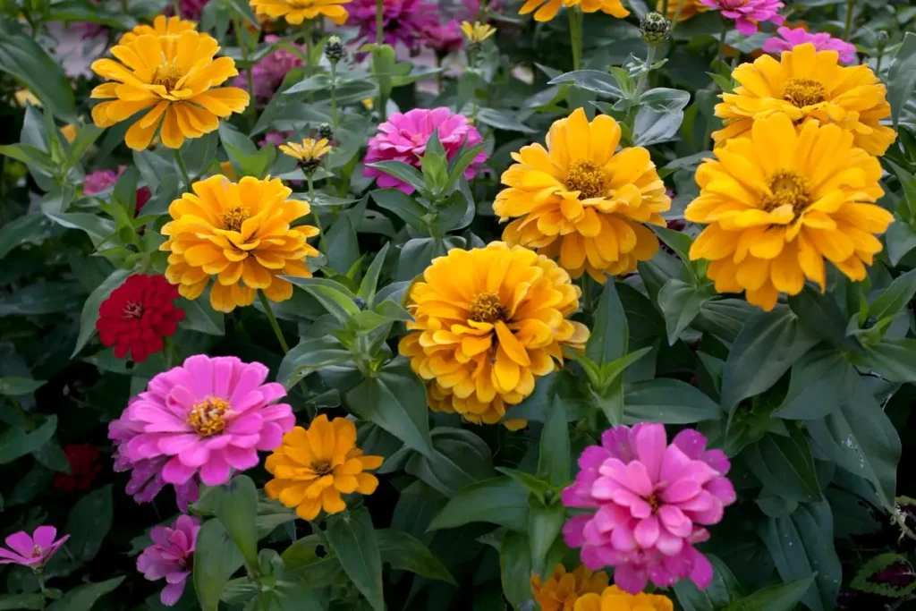 Annual — Gardening Guider