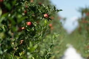 How to Grow an Apple Tree
