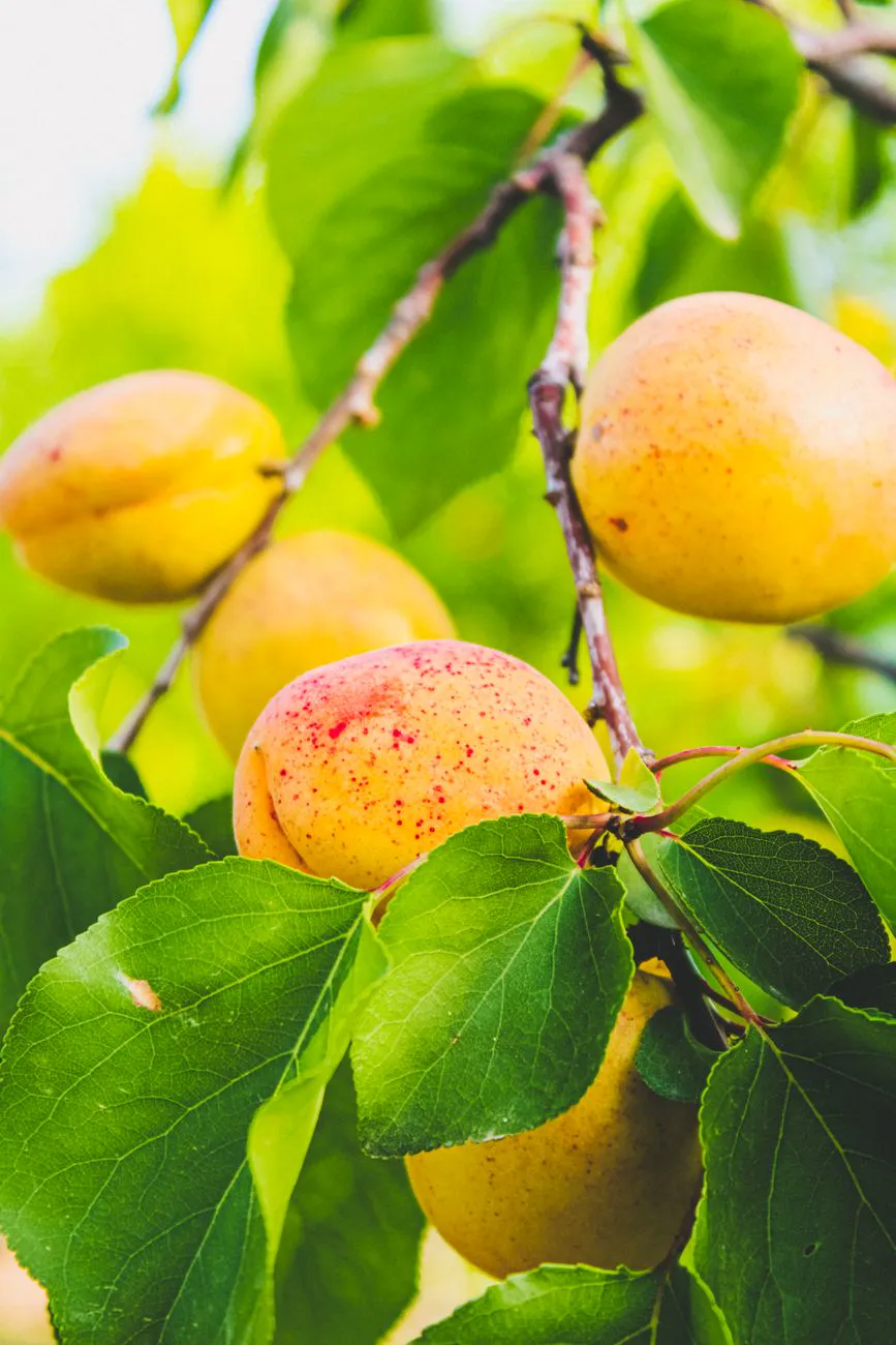 Branch with ripe golden apricots among green leaves