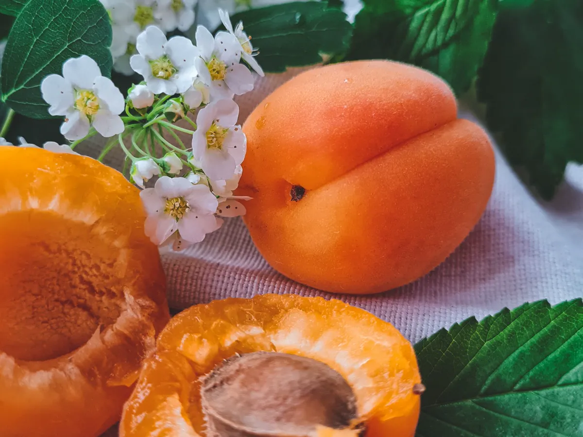 Apricot — close-up of ripe apricots and white blossoms with green foliage.
