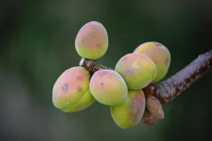 How to Grow an Apricot Tree