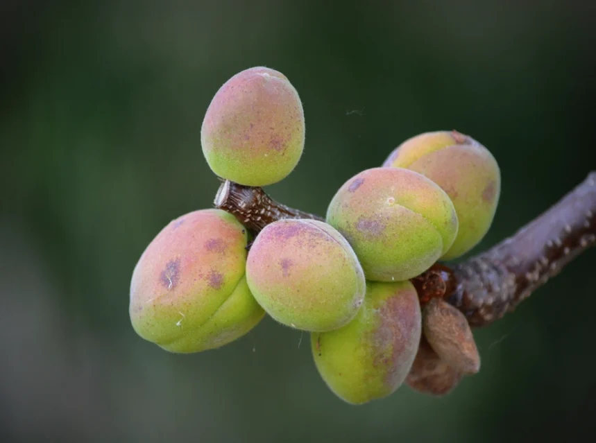 Ripe apricots on an apricot tree