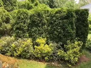 How to Grow Arborvitae