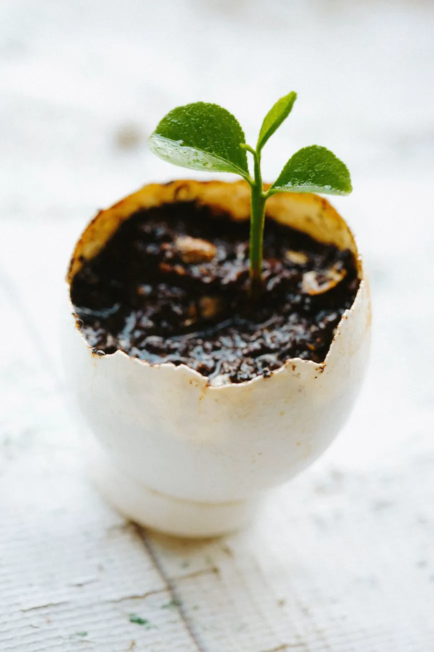 Close-up of a young plant sprouting in a cracked eggshell.