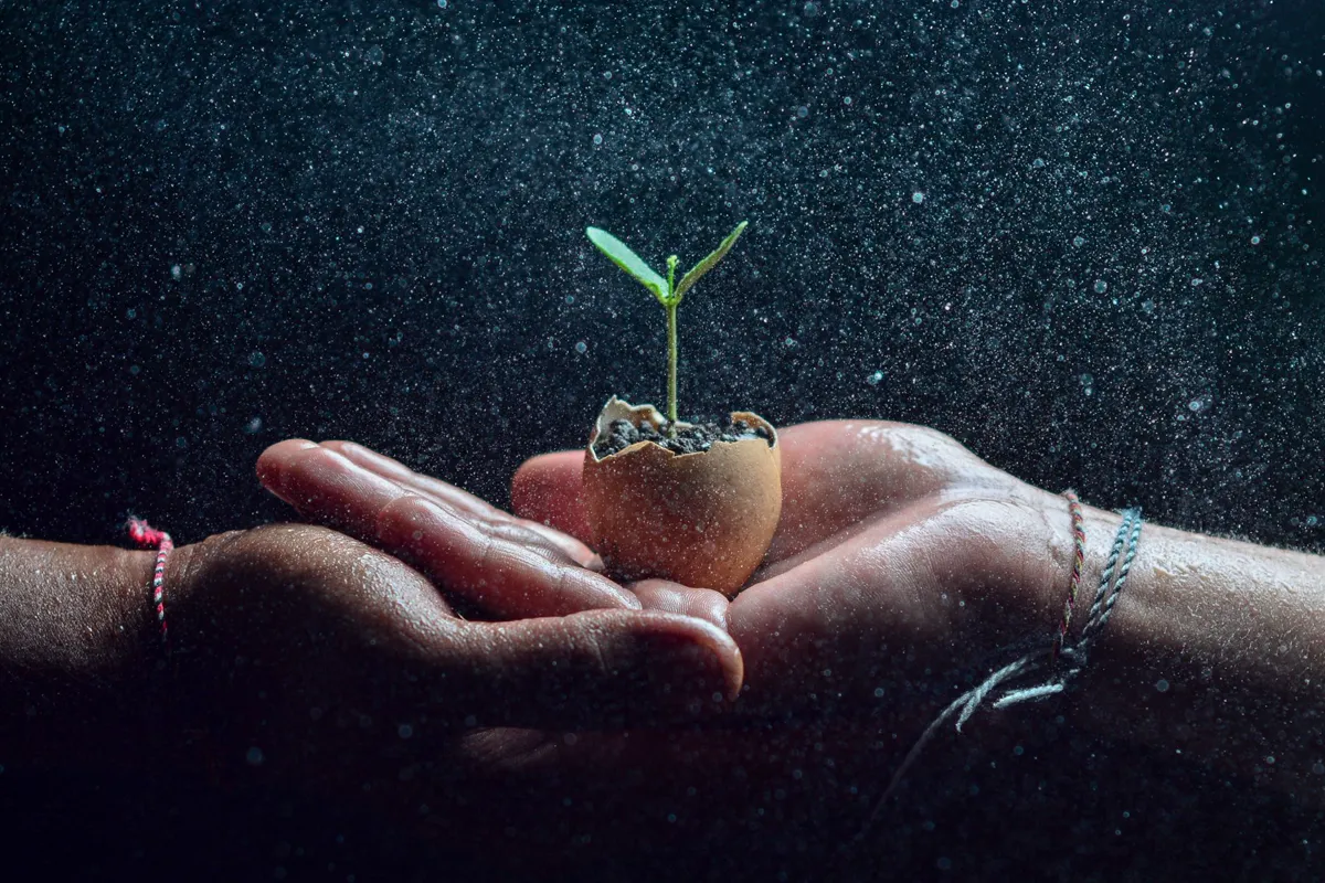 Hands cradling a small seedling in an eggshell.