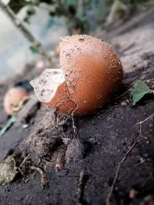 Are Eggshells Good for Plants? (The Honest Answer)