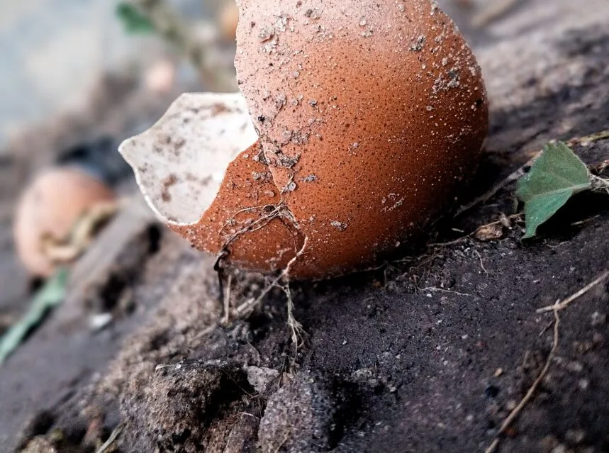 Are eggshells good for plants
