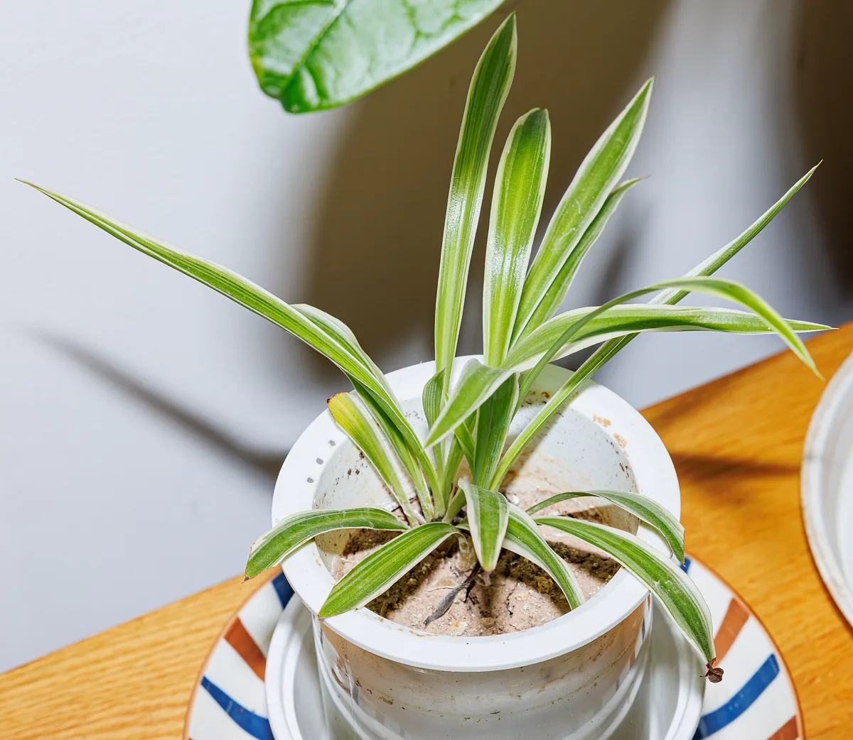 Are Spider Plants Toxic to Cats? The Safe-Plant Truth Explained