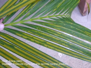 Areca Palm Care