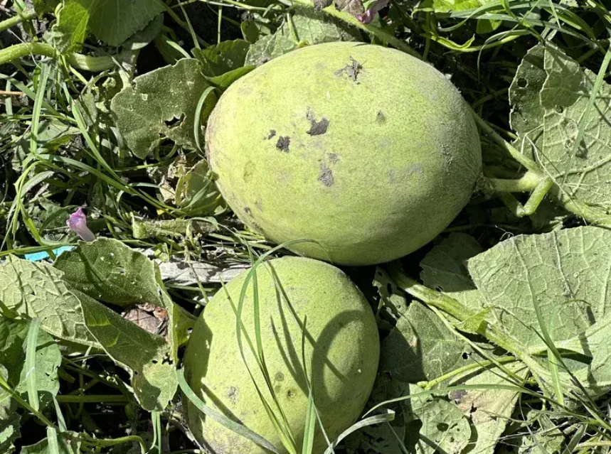 Armenian cucumber