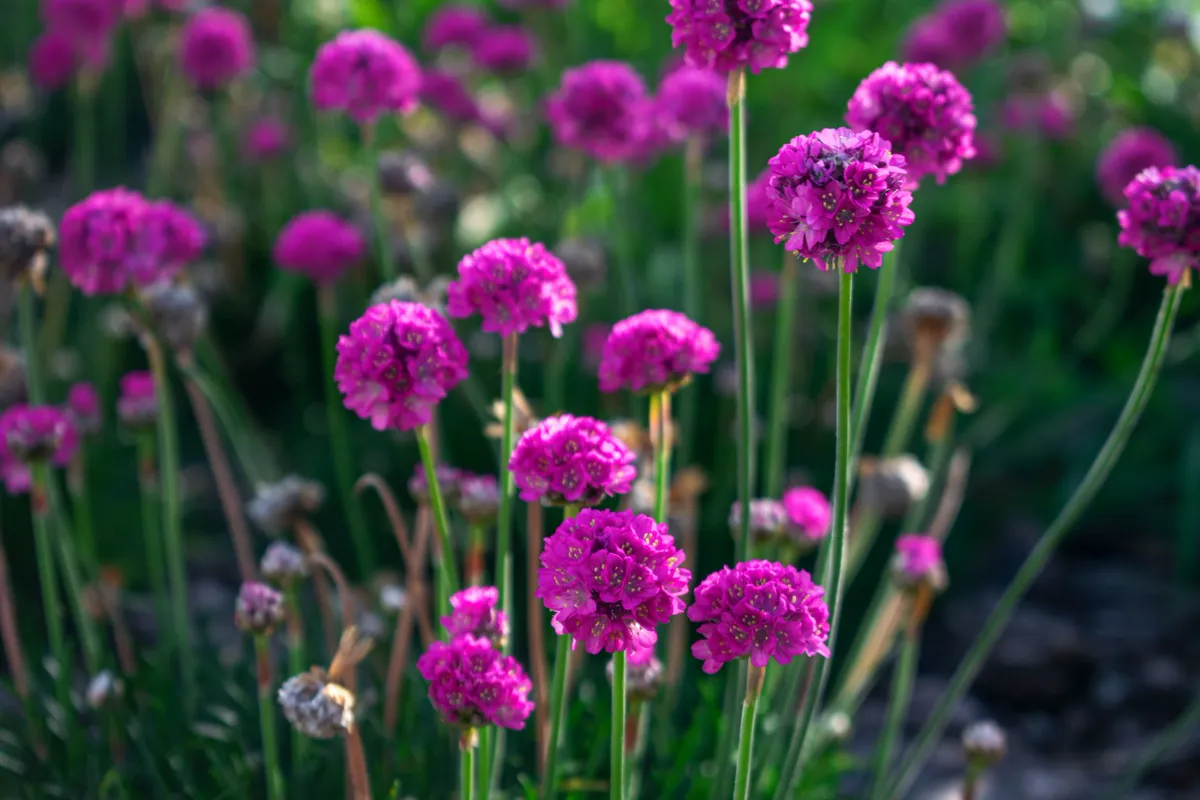 Close-up of bright pink sea thrift (Armeria maritima) flowers blooming in a green.