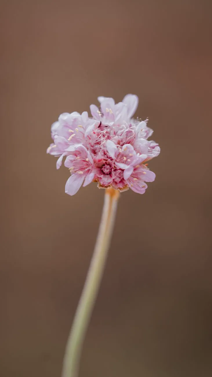Detailed close-up of a blooming Armeria flower in Llandudno, Wales.