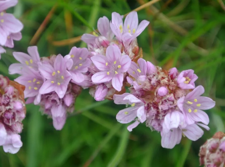 Pink armeria sea thrift pompom flowers