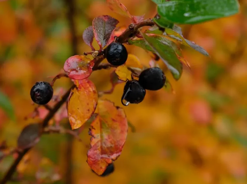 Aronia