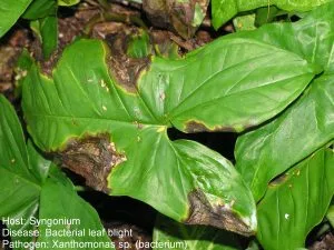Arrowhead Plant Care (Syngonium): Complete Indoor Guide