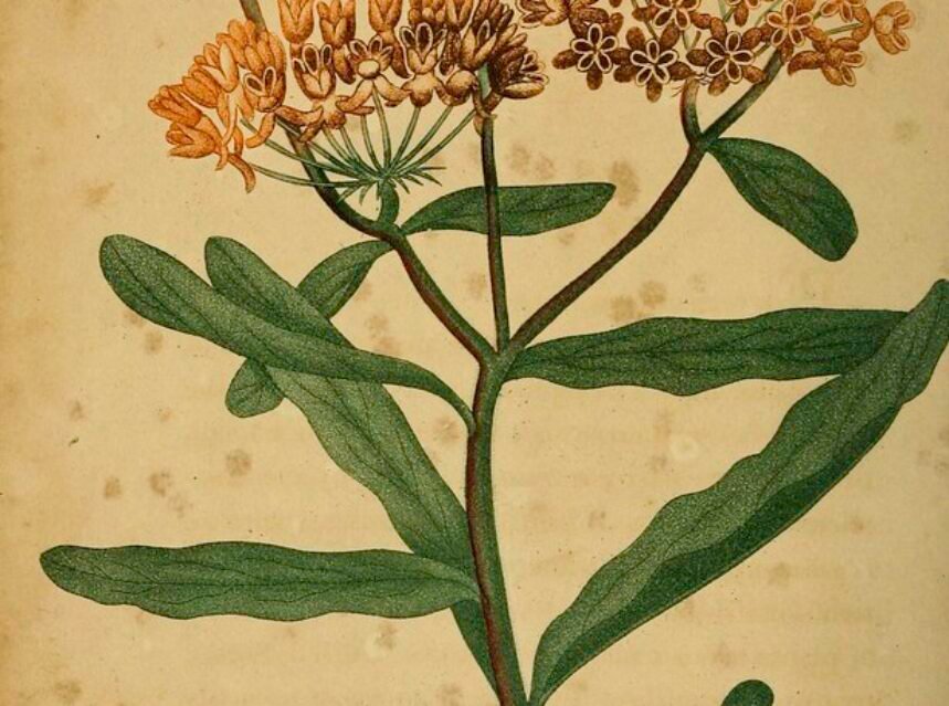 Orange asclepias butterfly weed flowers with butterfly